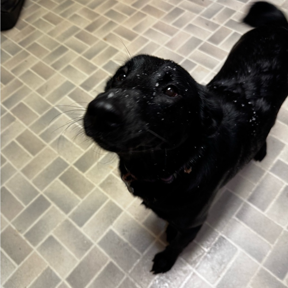 Meet your Posher, Haillie